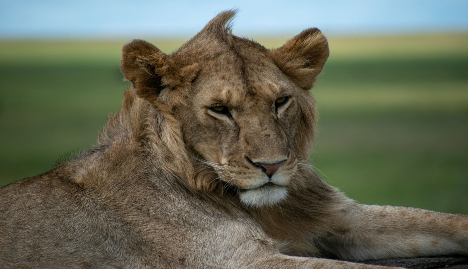 3Days-Tanzania-Mid-range-Safari