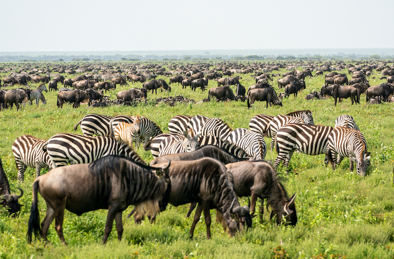 4-day-taste-of-tanzania-budget-safari