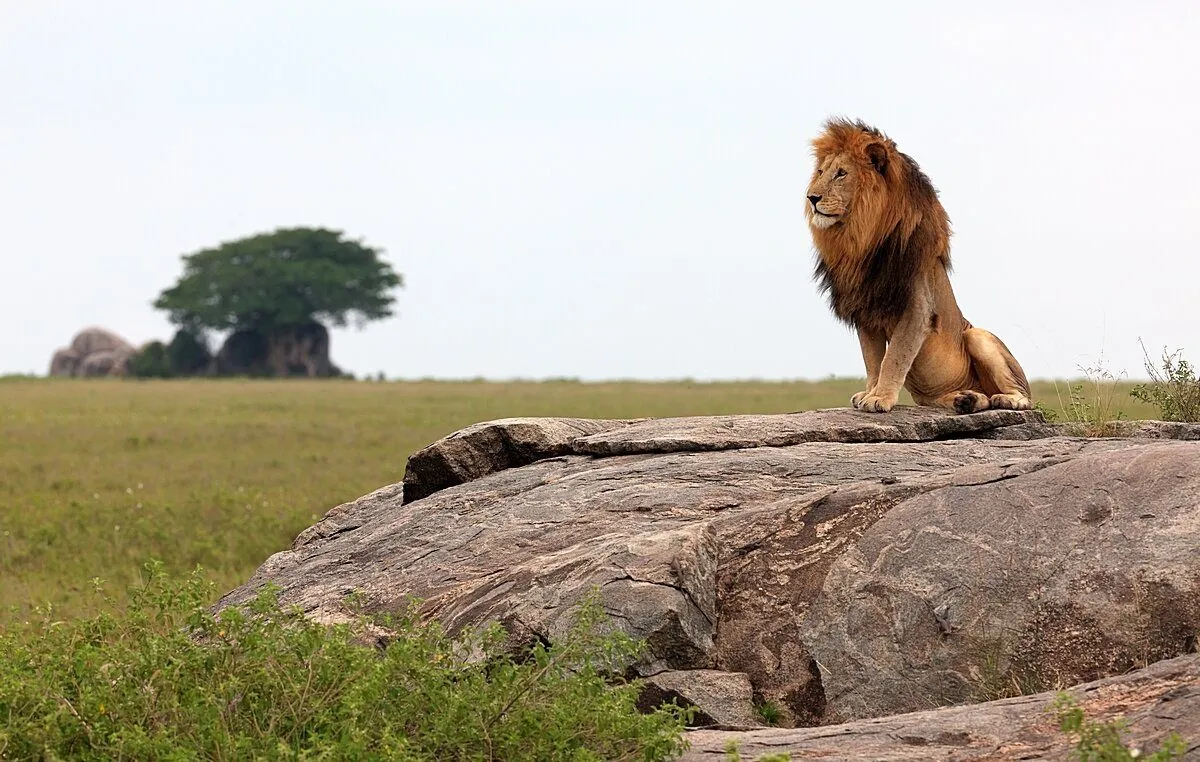 8Days-Tanzania-Camping-Safari