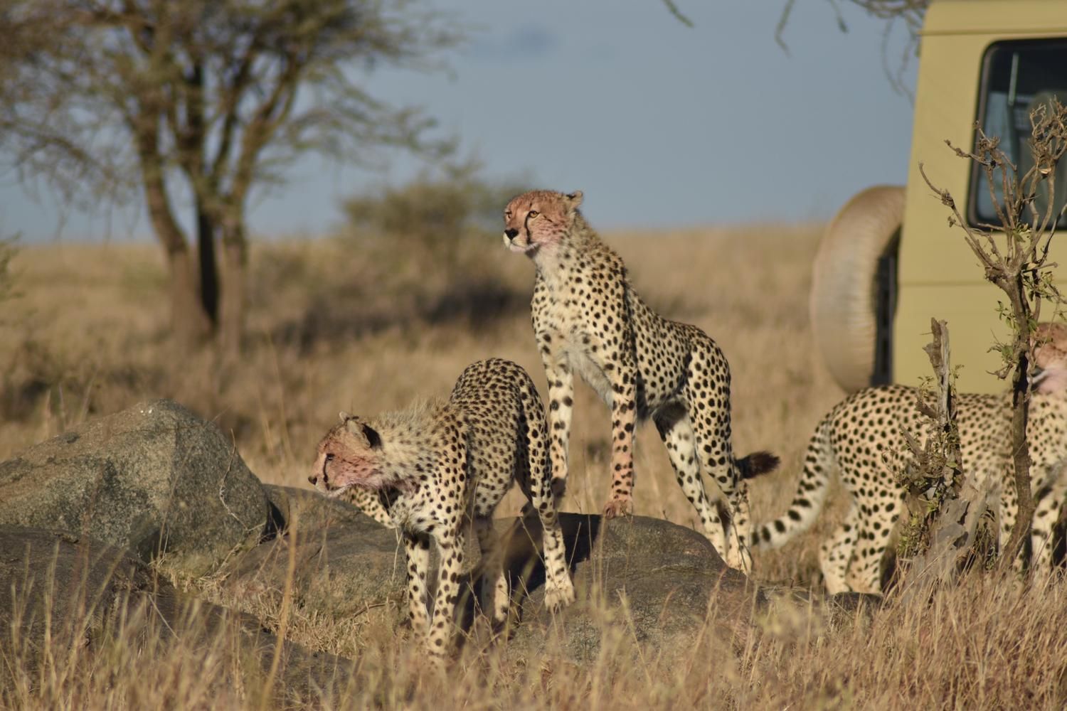 5Day-Safari-to-Tarangire-Serengeti-Ngorongoro-Crater