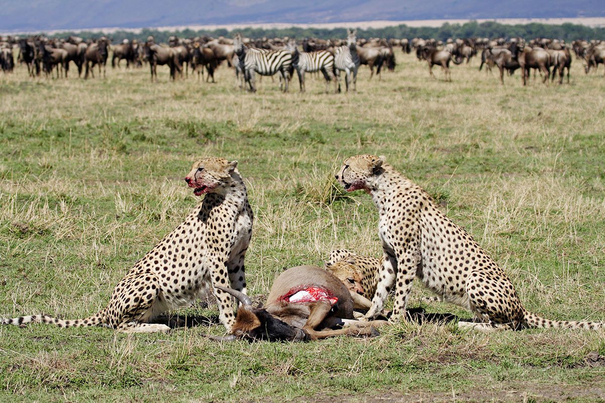 7Day-Wildlife-Safari-Including-Wildebeest-Migration