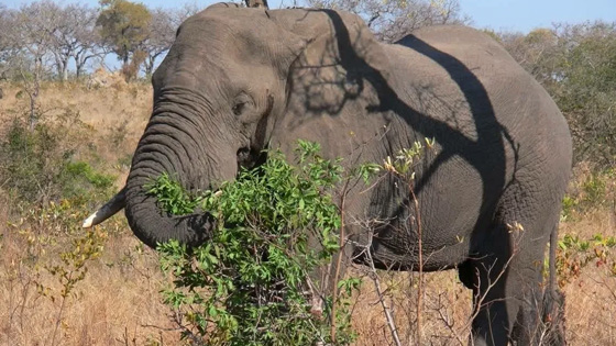 Day Trip to Tarangire National park